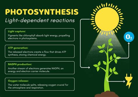 Light Reaction And Dark Reaction Of Photosynthesis