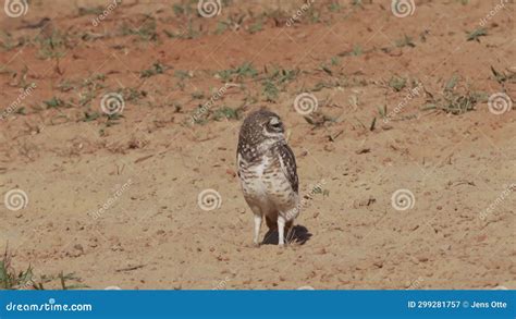 Burrowing Owl Athene Cunicularia Pantanal Brazil Stock Video Video