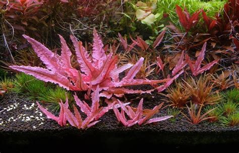 Cryptocoryne Køb Cryptocoryne Akvarieplanter Online