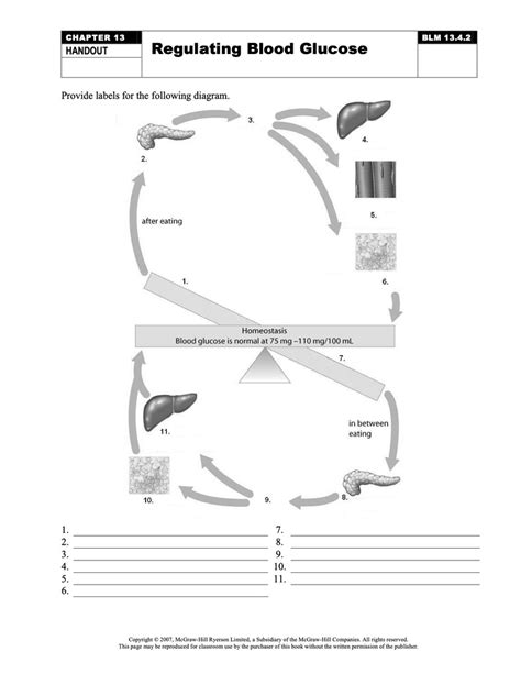 Regulating Blood Glucose Diagram Quizlet