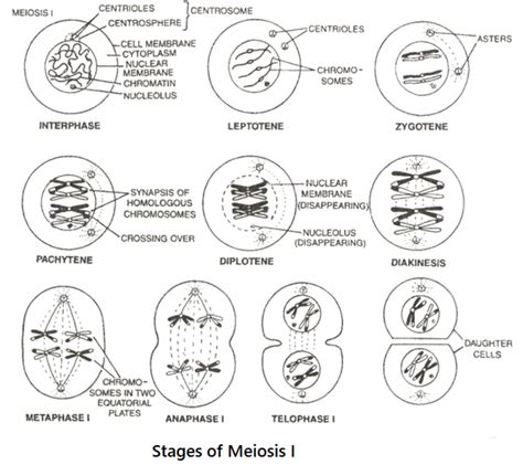 Stages Of Meiosis Microscope