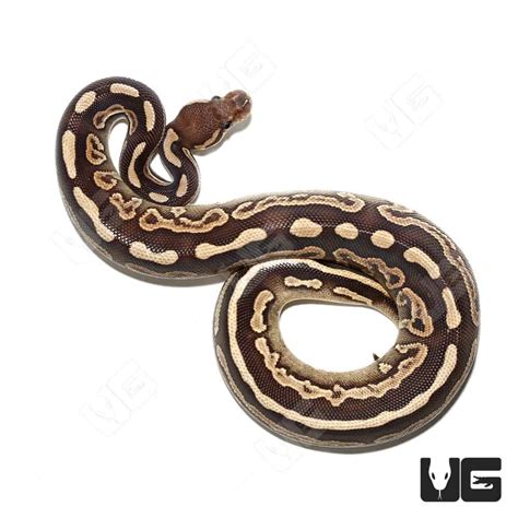 baby ball pythons  sale underground reptiles