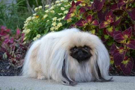 Donovan Is The Perfect Peke Pekingese Puppies Pug Puppies