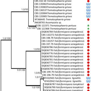 Phylogenetic Tree Resulting From Bayesian Analysis And Maximum