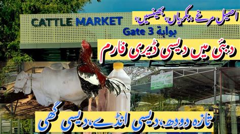 Dubai Cattle Market 2024 Dubai Men Dairy Farm🐄🐑🐓 ️🥛 Fresh Milk In Dubai Youtube