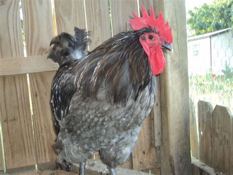 Blue jersey giant breeding. | Page 2 | BackYard Chickens - Learn How to ...