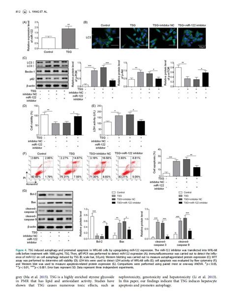 Tetrahydroxy Stilbene O Beta D Glucoside Induces Autophagy