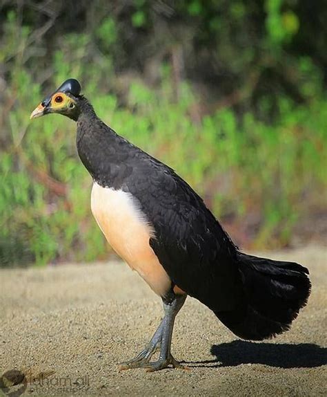 Maleo Macrocephalon Maleo Endemic To Sulawesi Indonesia By Idham