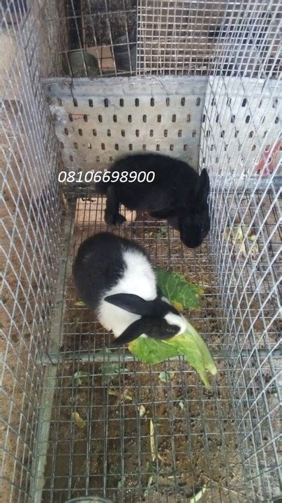 Dutch Angora And New Zealand Rabbits For Sale Agriculture Nigeria