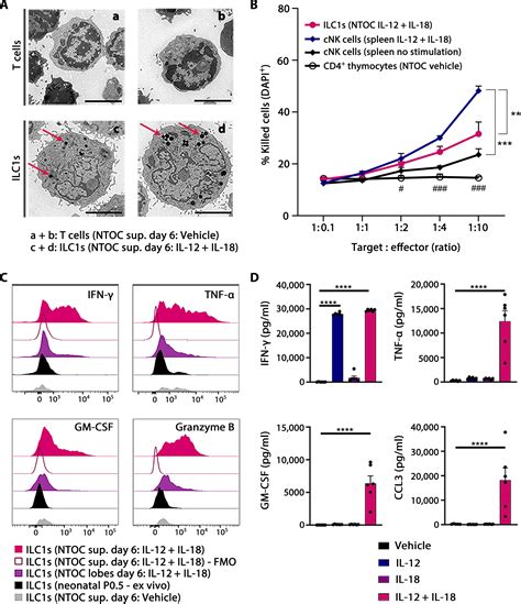 Type 1 Immunity Enables Neonatal Thymic ILC1 Production Science Advances