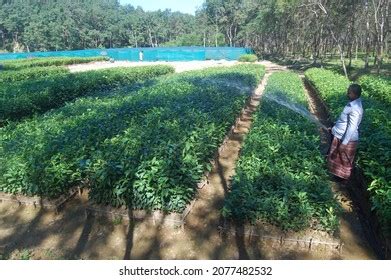 606 Sylhet tea garden Images, Stock Photos & Vectors | Shutterstock