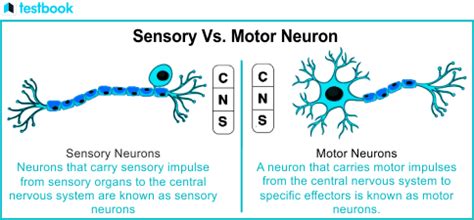 Difference Between Sensory and Motor Neuron | Testbook