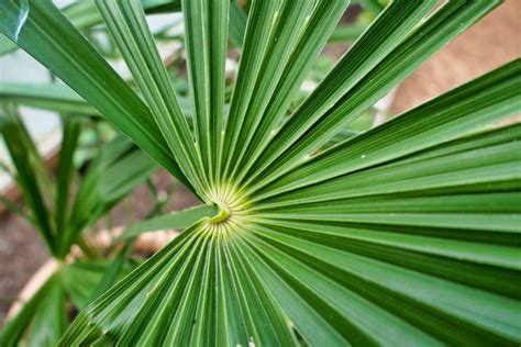 16 Different Palm Tree Varieties For Every Landscape