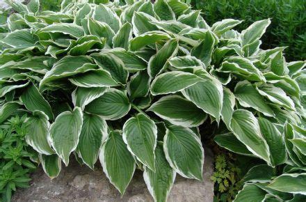 Different Types Of Hostas With Pictures Types Of Hostas Hosta