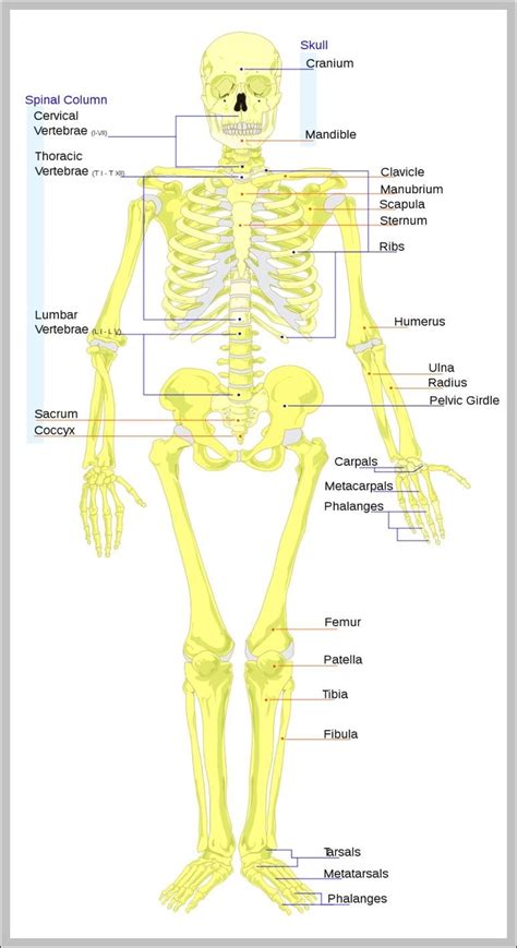 Labeled Skeleton