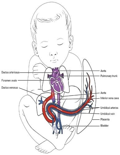 Complications Of Pregnancy Flashcards Quizlet