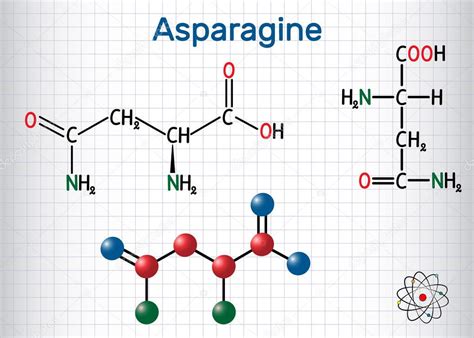 Asparagina L asparagina Asn molécula de aminoácidos Se utiliza en