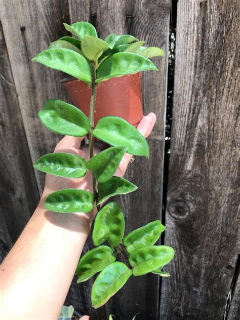 Hoya Carnosa Krinkle 8 4 House Plant Live Etsy In 2021 Hoya