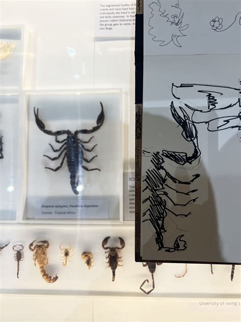 Artstation Observational Studies Of Insects At Museums