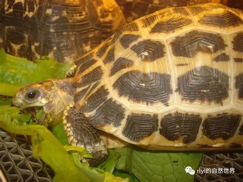 《陸龜飼養入門概述》 壹讀