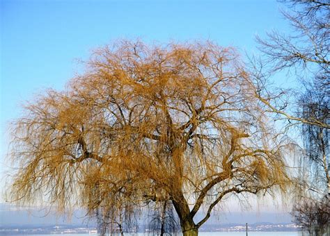 Weeping Willow Pasture Tree Free Photo On Pixabay