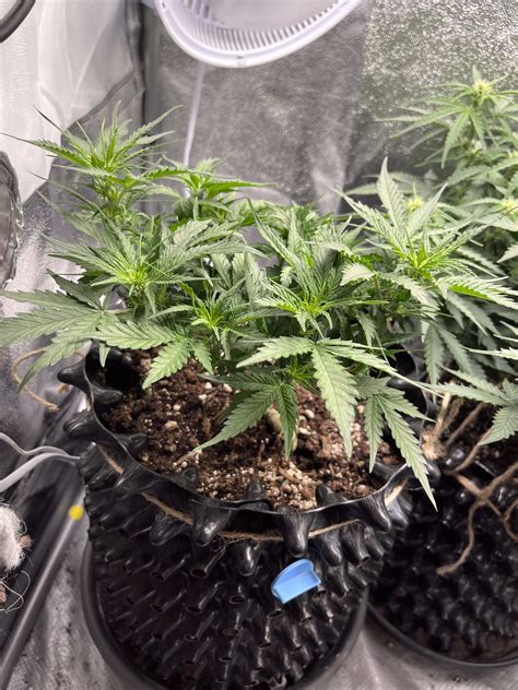 Bulkseedbank Auto Bubblegum Extra Grow Diary Journal Week By