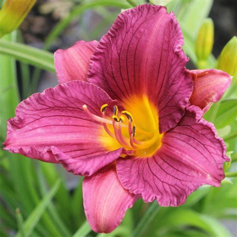 Hemerocallis Purple De Oro Daylily Johnson Nursery Corporation