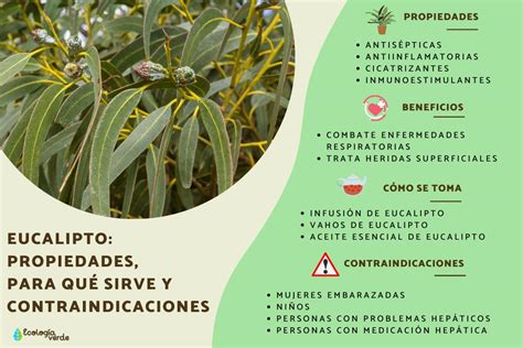 Cuáles son las contraindicaciones del eucalipto Descubre las 5