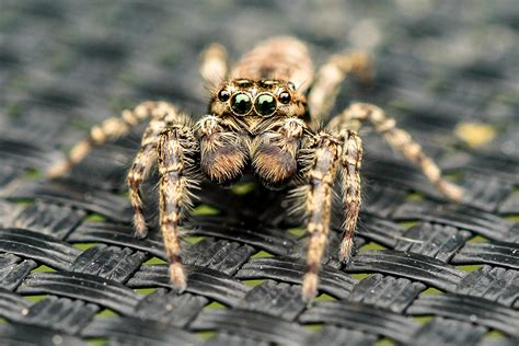 Dennis Seiffert Arachnida