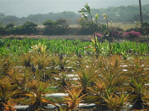 Maui Tropical Plantation in Wailuku, Hawaii - Kid-friendly Attractions ...