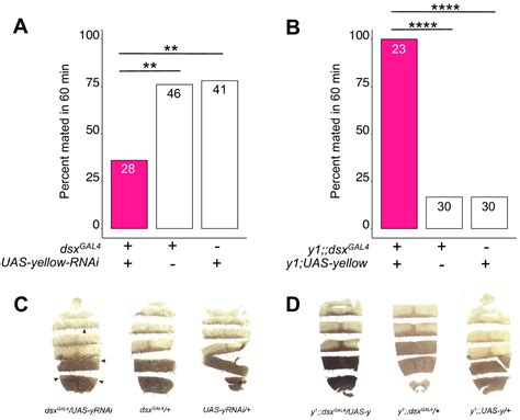 Figures And Data In The Yellow Gene Influences Drosophila Male Mating