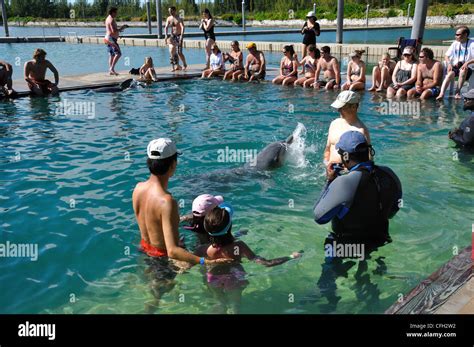 Dolphin encounter dolphins freeport hi-res stock photography and images - Alamy