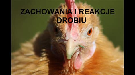 Odcinek Jak Rozpozna Rozwijaj Ce Si Choroby U Kur Zachowania