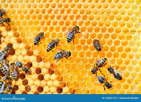 Macro Photo Of A Bee Hive On A Honeycomb With Copyspace Bees Produce