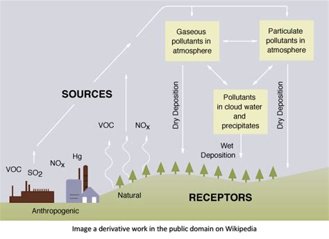 Acid Rain Effects On Humans Lungs