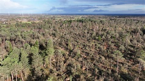 Ravagées par la tempête Ciarán les forêts de la Manche mettront du