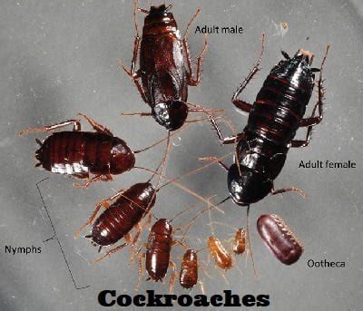 Cockroaches Control Nairobi Kenya Bug Jopestkil Kenya Fumigation And