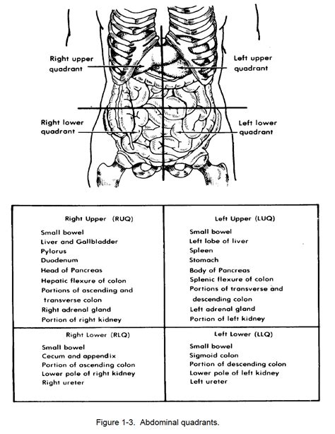 Figure 1 4 Abdominal Regions Nursing Care Related To The Gastrointestinal And Genitourinary