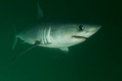 Porbeagle Shark - Knowledge Base LookSeek.com