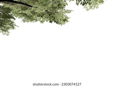 tree  background tree png stock vector royalty