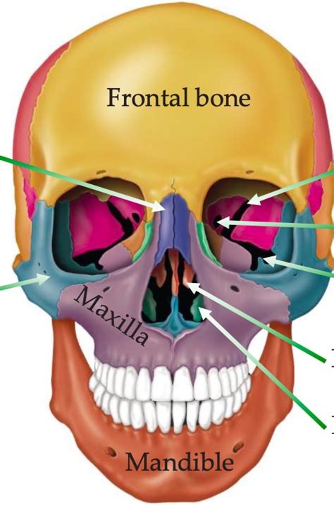 Anterior View Of Skull Diagram Quizlet