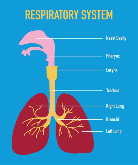 Illustration Of Human Respiratory System Vector 23515363 Vector Art At