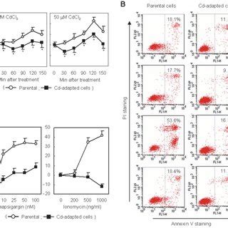 Cadmium Adapted U937 Cells Exhibit Resistance To Cadmium Induced