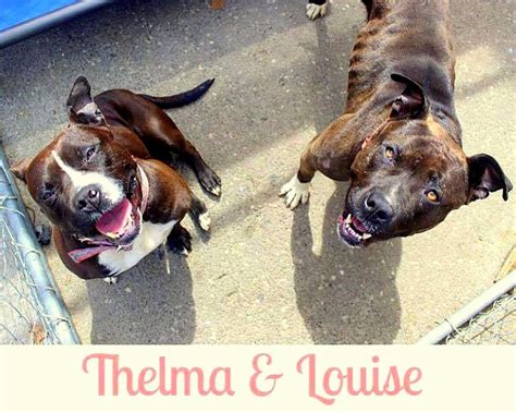 Bonded Pair Thelma & Louise Deserve a Happy Ending