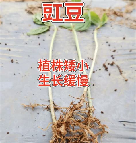 根结线虫病的症状特点及防治措施 微语农言