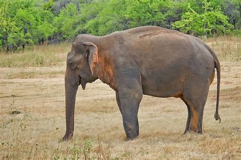 Spectacular Sri Lankan Elephant At Kaudulla National Park In Sri Lanka