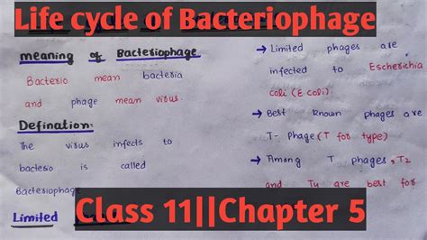 Life Cycle Of Bacteriophage Lytic Phage Lysogenic Phage Class 11