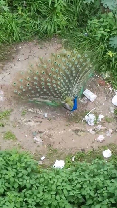 Peacock Waiting For Rain🌧️ 🌧️ 🦚 Youtube