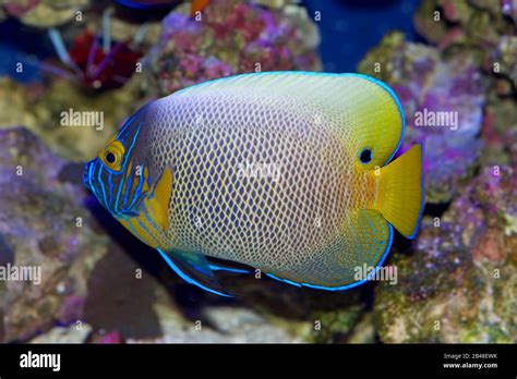 Blue faced angelfish, Pomacanthus xanthometopon, in transition between ...