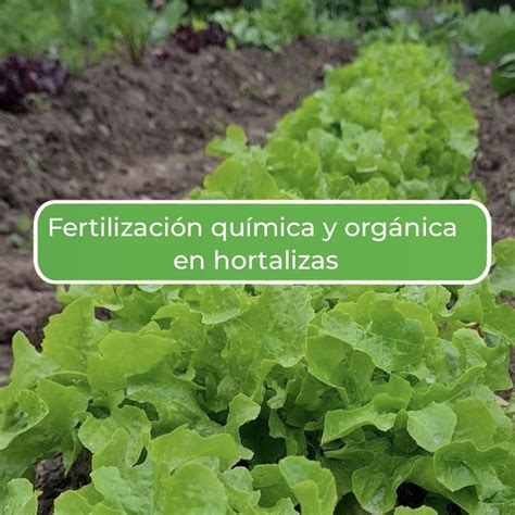 Fertilización Química Y Orgánica En Hortalizas La Colina